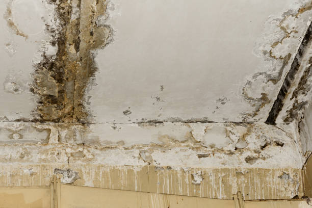 Best Mold Odor Removal Services  in Brighton, AL