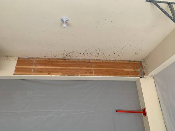 Best Mold-Related Health Consultation  in Brighton, AL