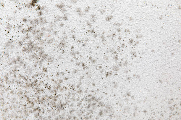 Best Biohazard Mold Removal  in Brighton, AL