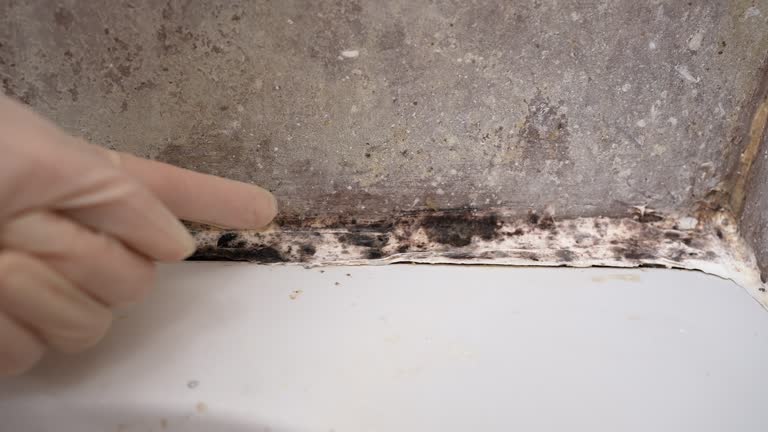 Best Black Mold Removal  in Brighton, AL