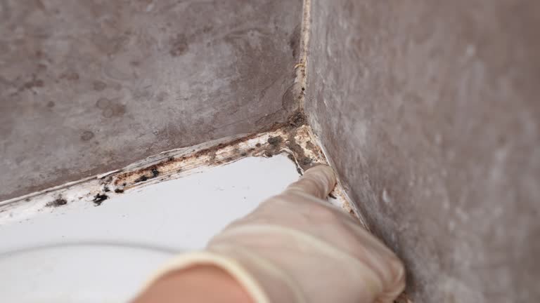 Best Comprehensive Air Testing for Mold Contaminants  in Brighton, AL